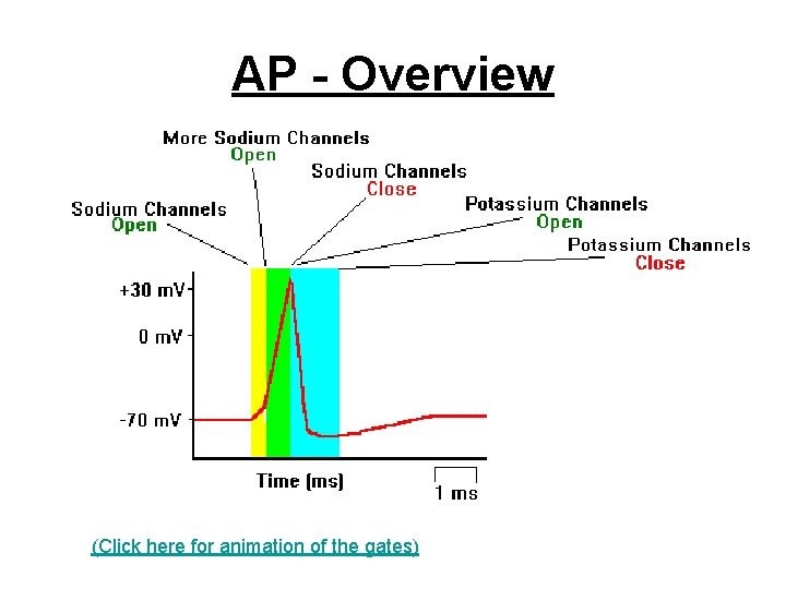 AP Overview Click here for animation of the