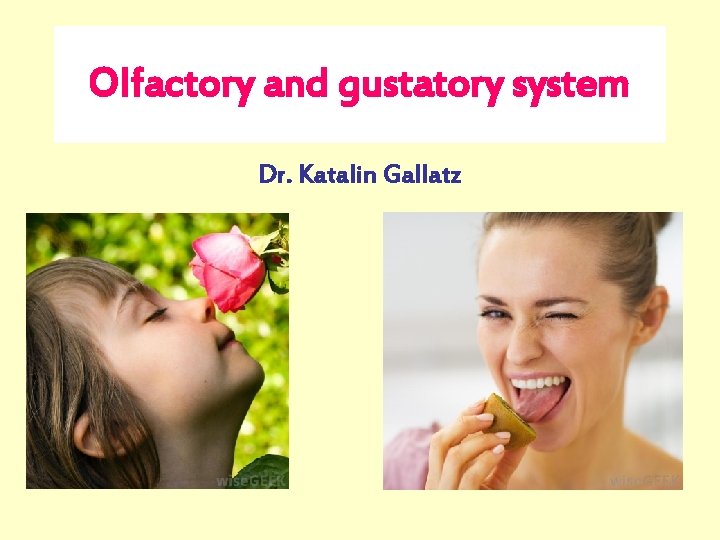 Olfactory and gustatory system Dr. Katalin Gallatz 