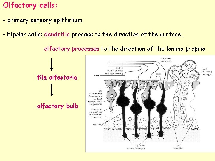 Olfactory cells: - primary sensory epithelium - bipolar cells: dendritic process to the direction