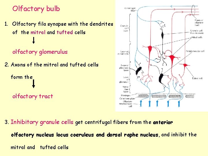 Olfactory bulb 1. Olfactory fila synapse with the dendrites of the mitral and tufted