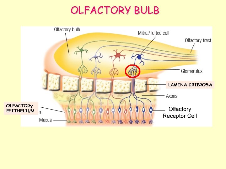 OLFACTORY BULB LAMINA CRIBROSA OLFACTORy EPITHELIUM 