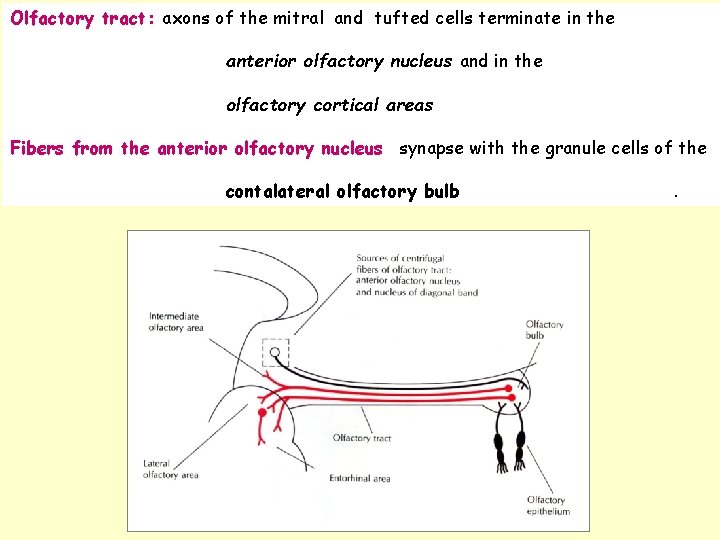 Olfactory tract: axons of the mitral and tufted cells terminate in the anterior olfactory