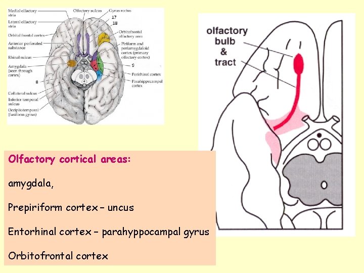 Olfactory cortical areas: amygdala, Prepiriform cortex – uncus Entorhinal cortex – parahyppocampal gyrus Orbitofrontal