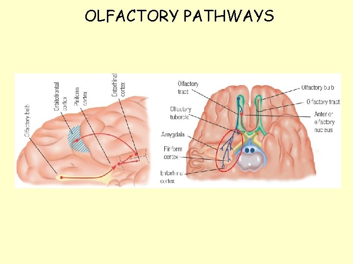 OLFACTORY PATHWAYS 