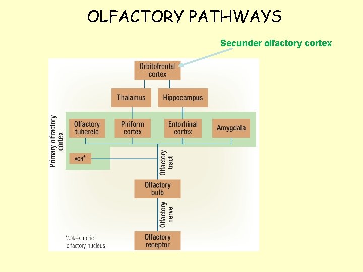 OLFACTORY PATHWAYS Secunder olfactory cortex 