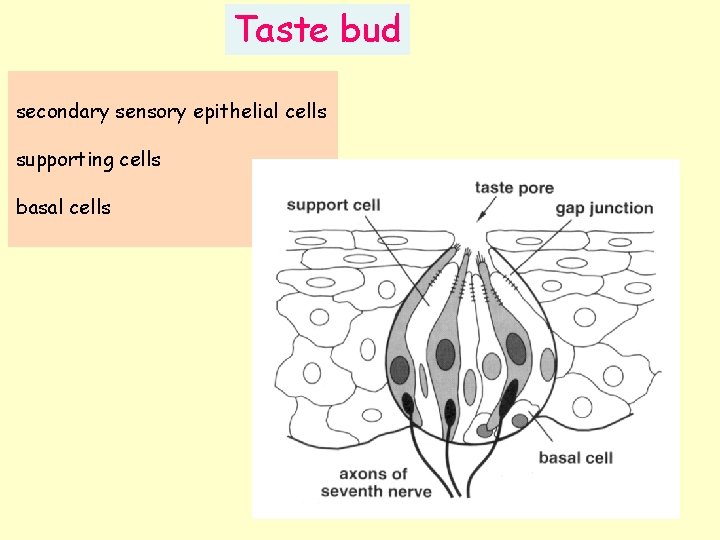 Taste bud secondary sensory epithelial cells supporting cells basal cells 