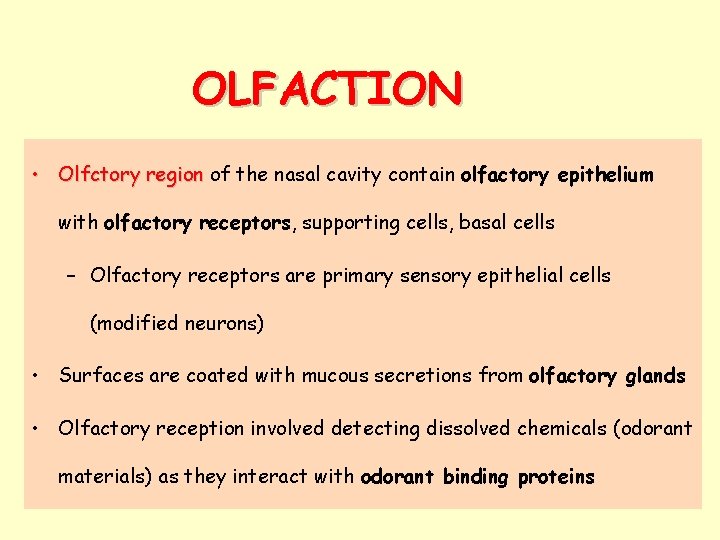 OLFACTION • Olfctory region of the nasal cavity contain olfactory epithelium with olfactory receptors,