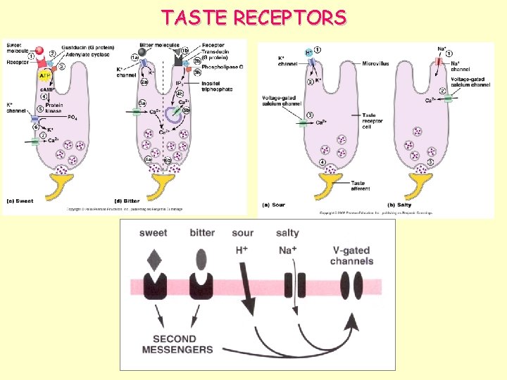 TASTE RECEPTORS 