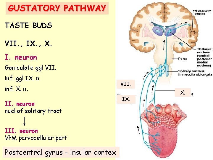 GUSTATORY PATHWAY TASTE BUDS VII. , IX. , X. I. neuron Geniculate ggl VII.