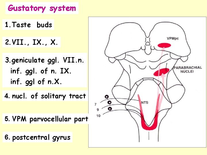 Gustatory system 1. Taste buds 2. VII. , IX. , X. 3. geniculate ggl.
