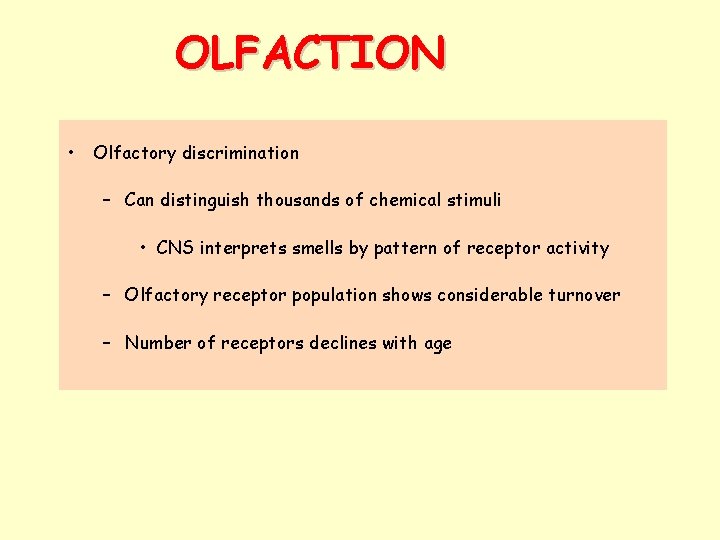 OLFACTION • Olfactory discrimination – Can distinguish thousands of chemical stimuli • CNS interprets