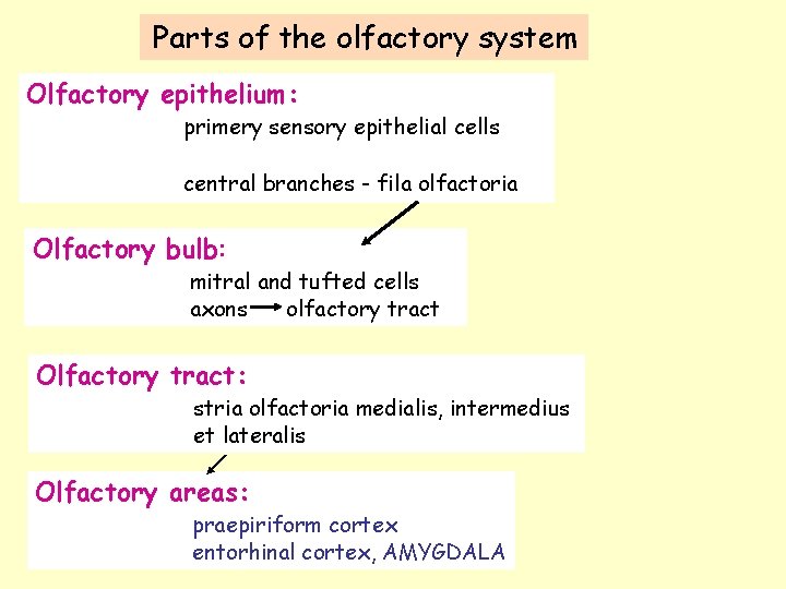 Parts of the olfactory system Olfactory epithelium: primery sensory epithelial cells central branches -