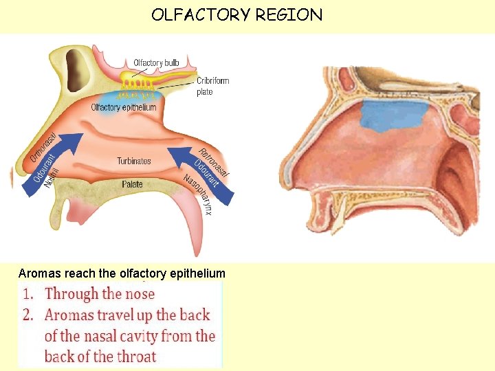 OLFACTORY REGION Aromas reach the olfactory epithelium 