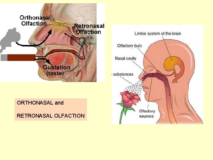 ORTHONASAL and RETRONASAL OLFACTION 