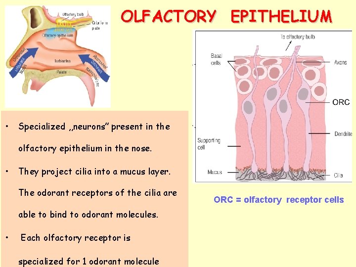 OLFACTORY EPITHELIUM • Specialized , , neurons” present in the olfactory epithelium in the