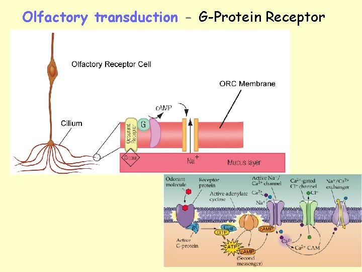 Olfactory transduction - G-Protein Receptor 