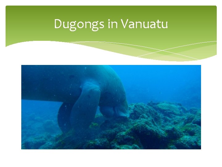 Dugongs in Vanuatu 