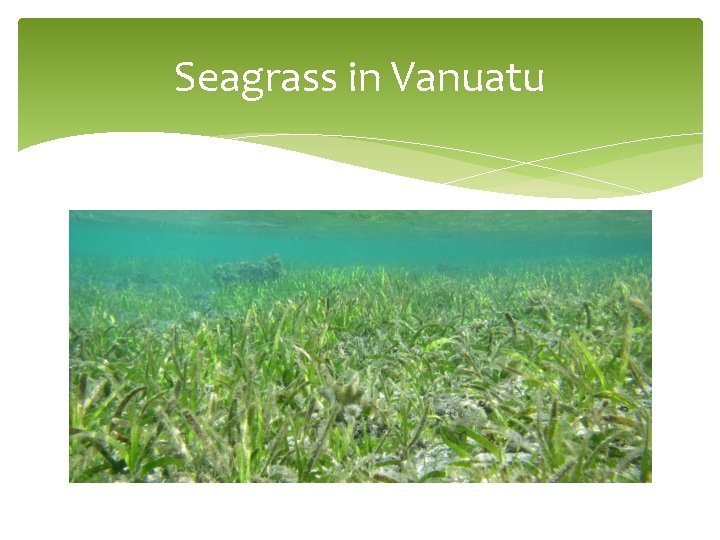 Seagrass in Vanuatu 