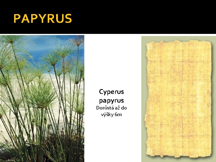 PAPYRUS Cyperus papyrus Dorůstá až do výšky 6 m 