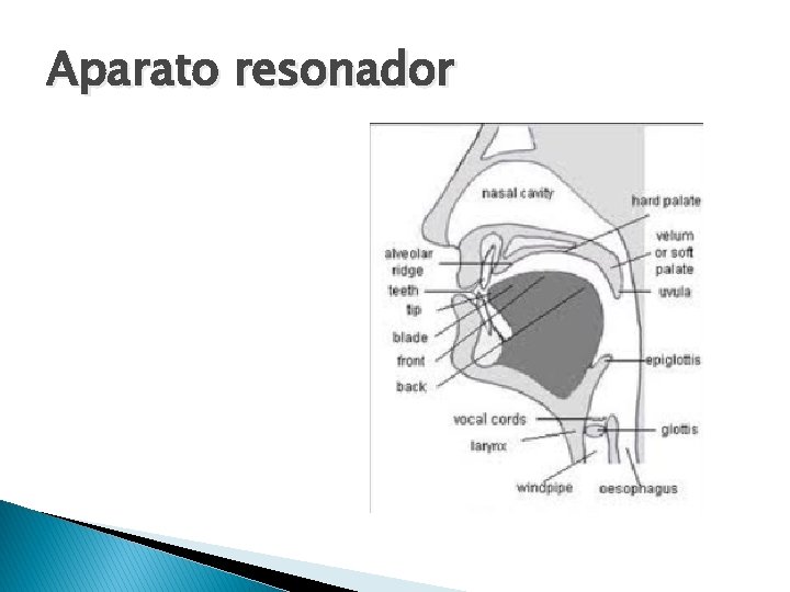 Aparato resonador 