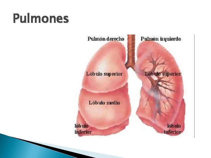 Pulmones 