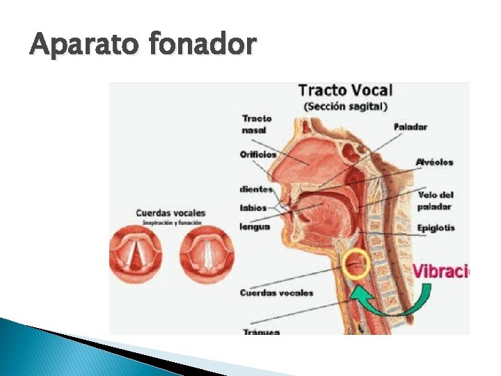 Aparato fonador 