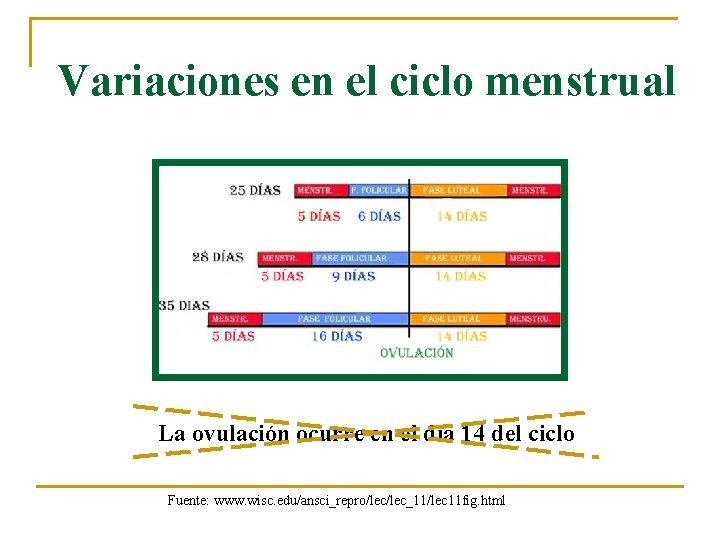 Variaciones en el ciclo menstrual La ovulación ocurre en el día 14 del ciclo