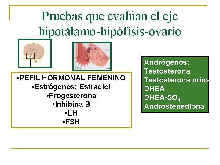 Pruebas que evalúan el eje hipotálamo-hipófisis-ovario • PEFIL HORMONAL FEMENINO • Estrógenos • LH
