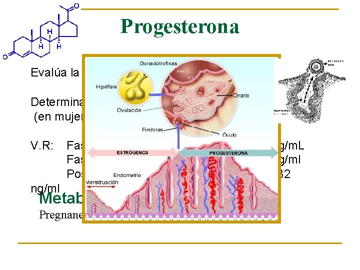 Progesterona Evalúa la presencia de ciclos ovulatorios Determinada a los 21 días del ciclo