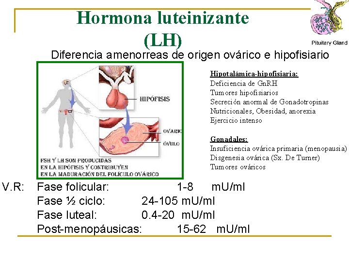 Hormona luteinizante (LH) Diferencia amenorreas de origen ovárico e hipofisiario Hipotalámica-hipofisiaria: Deficiencia de Gn.