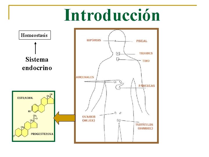 Introducción Homeostasis Sistema endocrino 