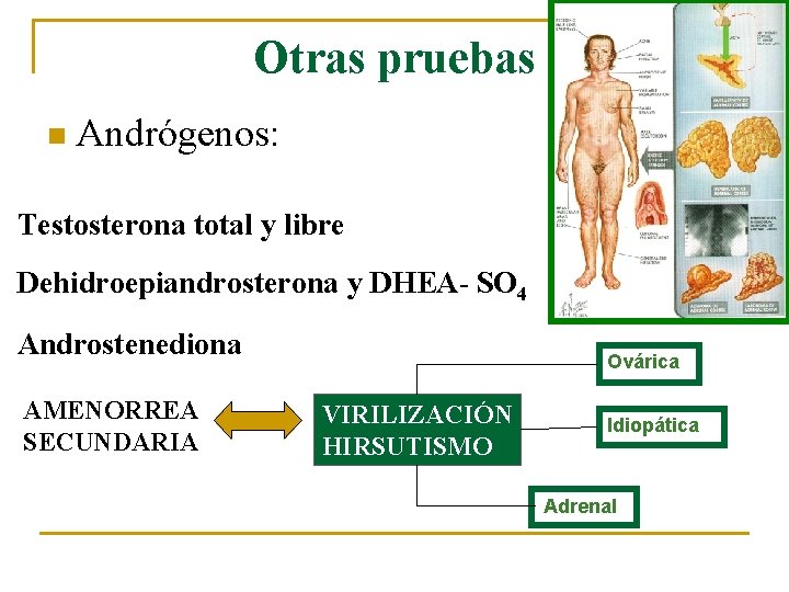 Otras pruebas n Andrógenos: Testosterona total y libre Dehidroepiandrosterona y DHEA- SO 4 Androstenediona