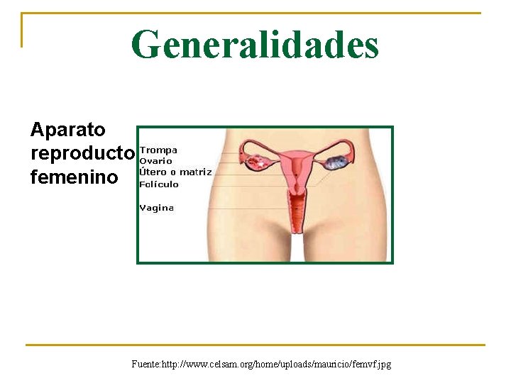 Generalidades Aparato reproductor femenino Fuente: http: //www. celsam. org/home/uploads/mauricio/femvf. jpg 