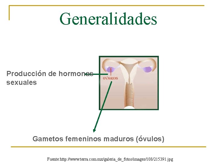 Generalidades Producción de hormonas sexuales Gametos femeninos maduros (óvulos) Fuente: http: //www. terra. com.