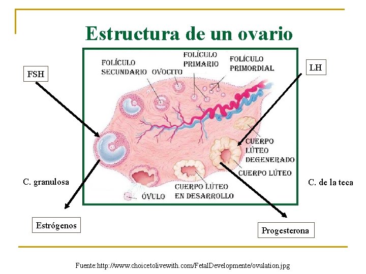 Estructura de un ovario LH FSH C. granulosa C. de la teca Estrógenos Progesterona