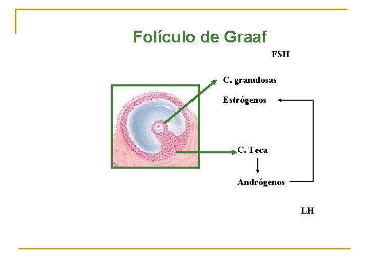 Folículo de Graaf FSH C. granulosas Estrógenos C. Teca Andrógenos LH 