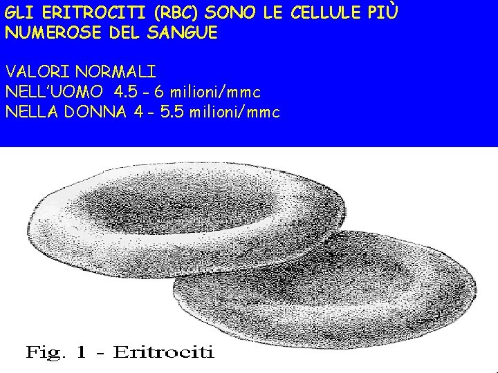 GLI ERITROCITI (RBC) SONO LE CELLULE PIÙ NUMEROSE DEL SANGUE VALORI NORMALI NELL’UOMO 4.