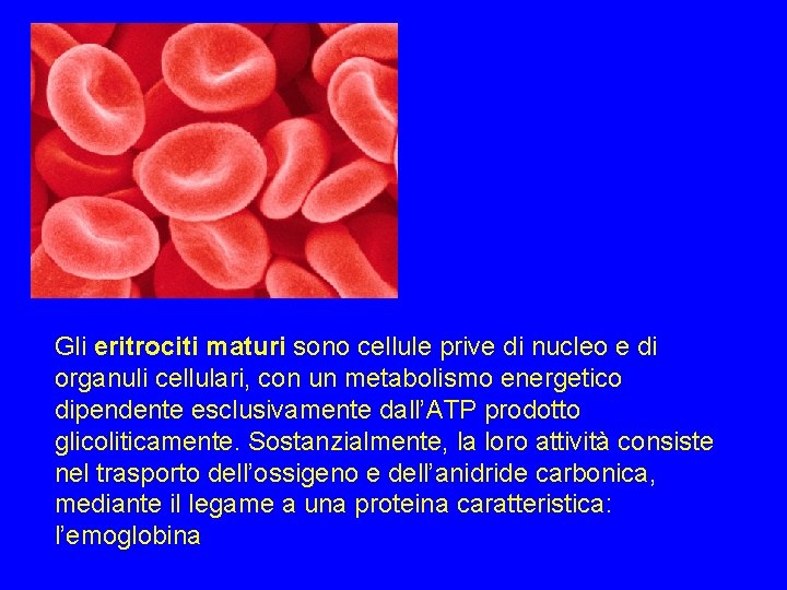 Gli eritrociti maturi sono cellule prive di nucleo e di organuli cellulari, con un