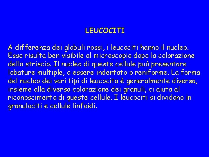 LEUCOCITI A differenza dei globuli rossi, i leucociti hanno il nucleo. Esso risulta ben