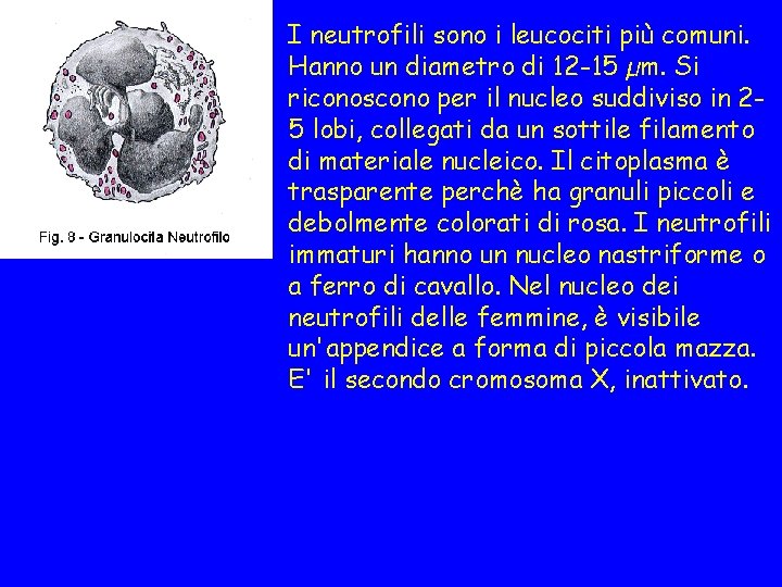 I neutrofili sono i leucociti più comuni. Hanno un diametro di 12 -15 µm.