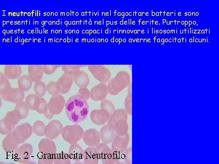 I neutrofili sono molto attivi nel fagocitare batteri e sono presenti in grandi quantità