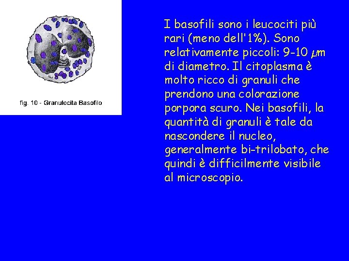 I basofili sono i leucociti più rari (meno dell'1%). Sono relativamente piccoli: 9 -10