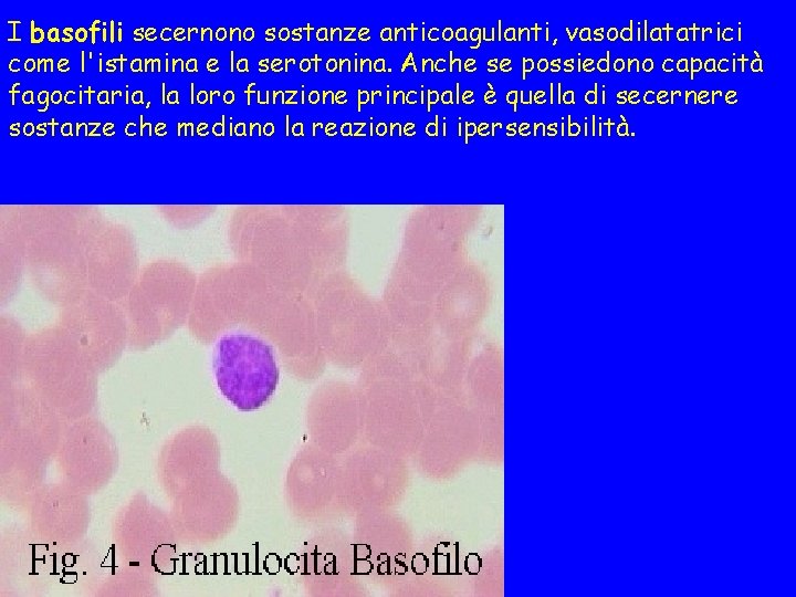 I basofili secernono sostanze anticoagulanti, vasodilatatrici come l'istamina e la serotonina. Anche se possiedono