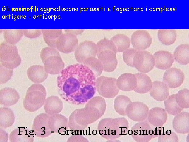 Gli eosinofili aggrediscono parassiti e fagocitano i complessi antigene - anticorpo. 