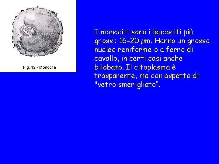 I monociti sono i leucociti più grossi: 16 -20 µm. Hanno un grosso nucleo