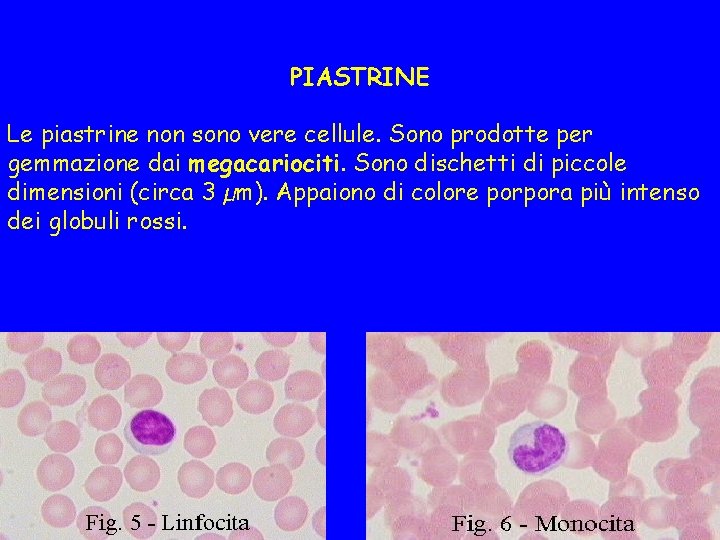 PIASTRINE Le piastrine non sono vere cellule. Sono prodotte per gemmazione dai megacariociti. Sono