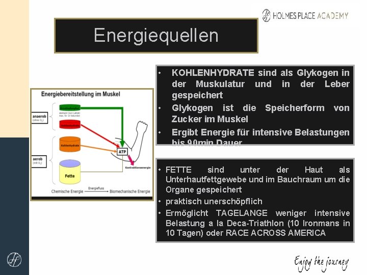 Energiequellen • • • KOHLENHYDRATE sind als Glykogen in der Muskulatur und in der