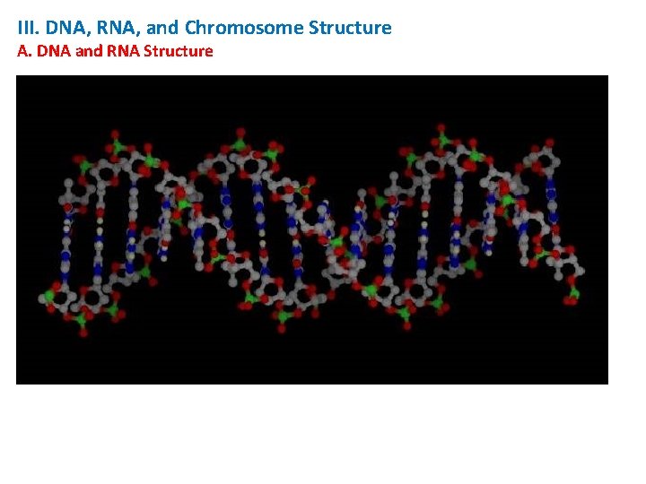 III. DNA, RNA, and Chromosome Structure A. DNA and RNA Structure 