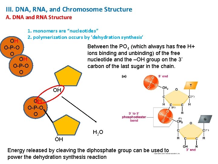 III. DNA, RNA, and Chromosome Structure A. DNA and RNA Structure 1. monomers are