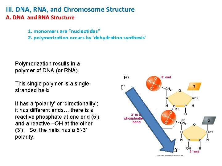 III. DNA, RNA, and Chromosome Structure A. DNA and RNA Structure 1. monomers are